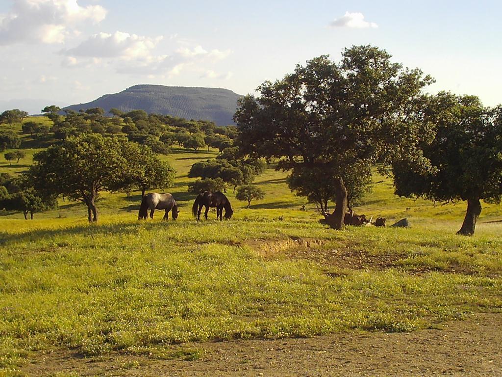 El Añadío Pensión Vilches